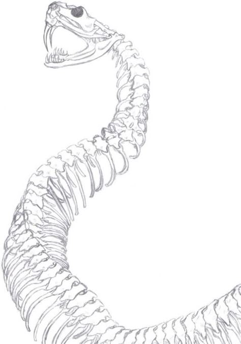 Spine Drawing, Snake Sketch, Snake Skeleton, Snake Drawing, Skeleton Drawings, Skeleton Tattoos, Snake Art, Snake Tattoo, Anatomy Drawing