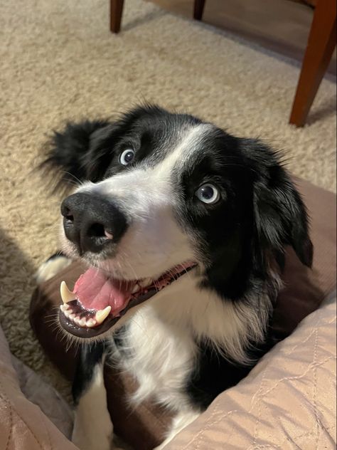 Cute dog pic, aesthetic, blue eyes, black and white, cutie breed, furry, border collie Border Collie With Blue Eyes, Border Collie Puppy Aesthetic, Boarder Collie Aesthetic, Black And White Dog Aesthetic, Border Collie Blue Eyes, Aesthetic Border Collie, Tiana Pfp, Black Dogs Aesthetic, Cute Dog Pic