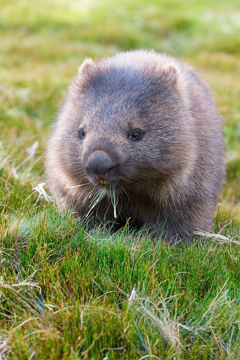 A wombat munches on grass in Cradle Mountain-Lake St Clair National Park, a place of heathlands, alpine forest and rock stretching for 600 square miles on the Australian island of Tasmania // photo by Catherine Sutherland #wombat #tasmania #australia Wombat Pictures, Cute Australian Animals, Cute Wombat, Bear Animal, Australian Wildlife, Wild Creatures, Australian Animals, Baby Animals Funny, Animal Tshirt