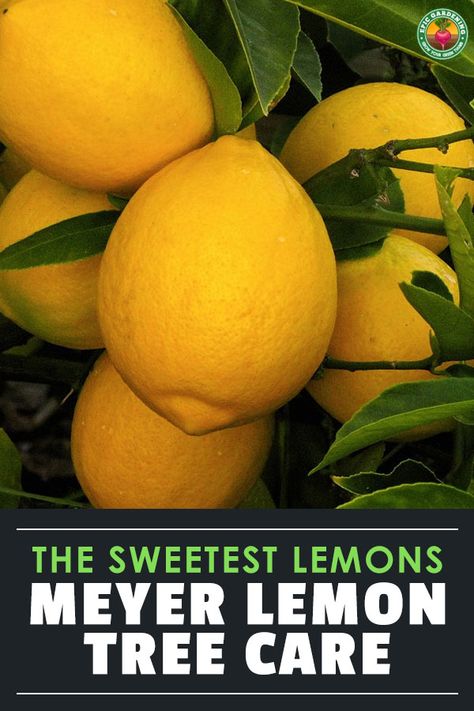 Lemon Tree Care, Meyer Lemon Tree Care, Lemon Tree From Seed, Growing Lemon Trees, Lemon Plant, Meyer Lemon Tree, How To Grow Lemon, Growing Fruit Trees, Lemon Trees