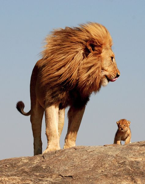 I've always loved Lions...maybe because we have the same hair color....and maybe because I'm so protective of my babies.  I love this picture. Regnul Animal, Baby Lion, Cheetahs, A Lion, Animal Planet, In The Wild, Animal Photo, Beautiful Cats, 귀여운 동물