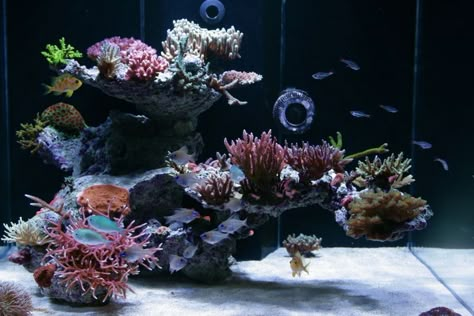 Looking for an outside perspective on your AQUASCAPE? Then you've come to the right place! Click this link and get help with your scape idea! https://www.reef2reef.com/threads/need-help-with-your-aquascape.385531/ Reef Aquascaping, Reef Tank Aquascaping, Nano Reef Tank, Marine Fish Tanks, Saltwater Aquarium Fish, Coral Reef Aquarium, Aquascape Design, Marine Tank, Saltwater Fish Tanks