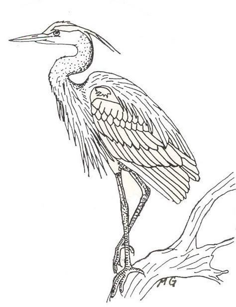 esquisse lisse ᘠ model oiseau bird vogel illustration coloriage - Blue Heron Coloring Page Sketch Coloring Page Heron Tattoo, Heron Art, Bird Pictures, Blue Heron, Bird Drawings, Watercolor Bird, Drawing Challenge, Birds Painting, Drawing Tips