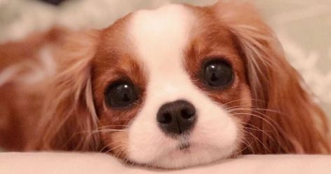 Pourquoi est-ce que tout ce qui est petit est aussi mignon ?? Jolie Photo, Cavalier King, Cavalier King Charles Spaniel, Cavalier King Charles, King Charles, Spaniel, France, Dogs, Animals