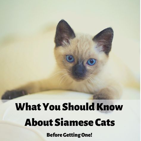 Simease Cats, Siamese Cats Facts, Calico Cats, Russian Blue Cat, Siamese Kittens, Cat Care Tips, Cat Photography, Cat Facts, Calico Cat