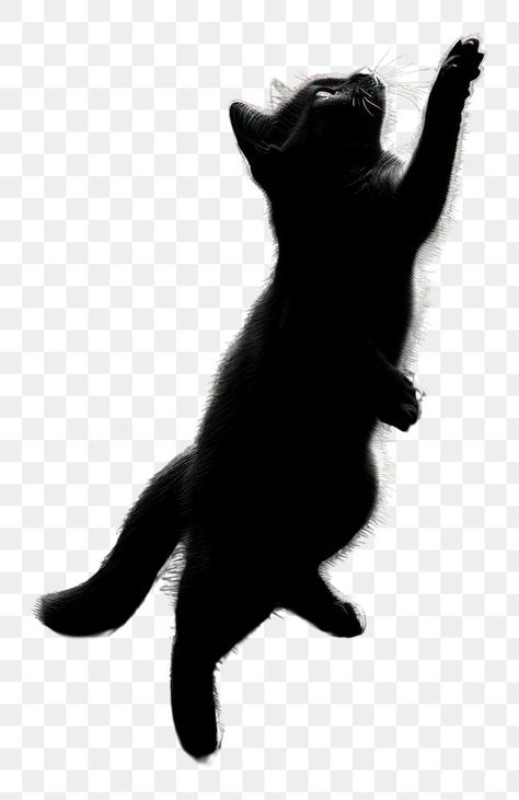 Photo Of Cat, Cat Jumping, Png Black And White, Animal Body Parts, Moon Silhouette, Cat Cat, White Photo, Cat Photo, Astronomy