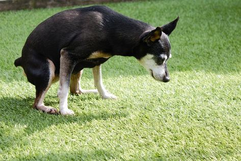 Discover why pet urine burns turf and how pet artificial grass in Portland can solve this problem for good. Dog Turf, Grass Allergy, Artificial Grass For Dogs, Pet Turf, Pet Grass, Synthetic Lawn, Dog Urine, Artificial Lawn, Dog Pee