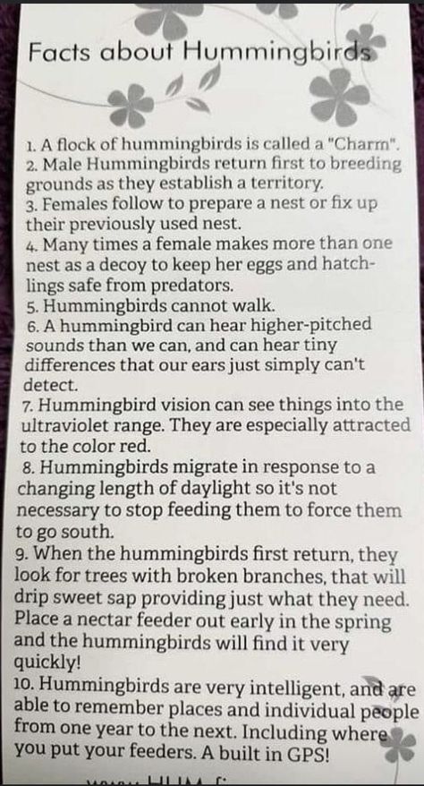 Hummingbird Nectar Recipe, Hummingbird Migration, Diy Hummingbird Feeder, Backyard Birds Watching, Backyard Birds Sanctuary, Backyard Birds Feeders, Hummingbird Food, Hummingbird Nectar, Bird Facts