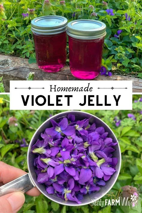 Violet Jam Recipe, Wild Violet Jelly Recipe, Wild Flower Jelly, Wisteria Jelly Recipe, Making Jelly Homemade, Violet Recipes Edible Flowers, Violet Jelly Recipe, Wild Violet Jelly, Wild Violet Recipes