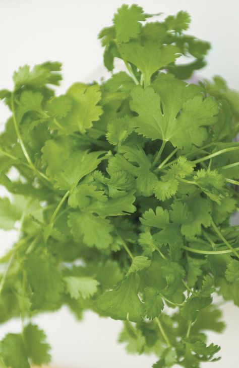 The coriander plant is one of the oldest in the world, dating back to the ancient Greeks and Romans, "Life Extension" magazine reports. The plant’s leaves, known as cilantro, are loaded with nutrients and have been studied by laboratory scientists for their potential health properties. Cilantro Tea, How To Grow Cilantro, Grow Cilantro, Growing Cilantro, Hgtv Garden, Gardening Herbs, Sprouting Seeds, Tea Health Benefits, Kitchen Herbs