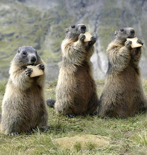 ~~group of marmots eating biscuits~~ * * " WEEZ SAID GRACE BEFORE DIS BISCUIT BARRAGE. CRUNCH MUNCHIN' GOOD ! " Prairie Dog, Little Critter, Sweet Animals, Animal Planet, Animal Photo, Our Lady, Animals Friends, Beautiful Creatures, Animal Kingdom