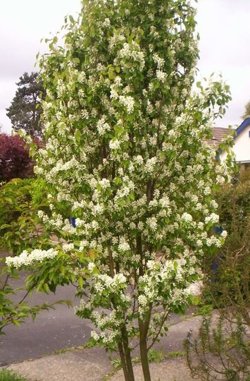 amelanchier obelisk - Google Search Amelanchier Alnifolia, Gardening Photos, Bee Friendly Garden, Garden Picture, Bee Friendly, Garden Pictures, Garden Photos, Back Garden, Small Trees