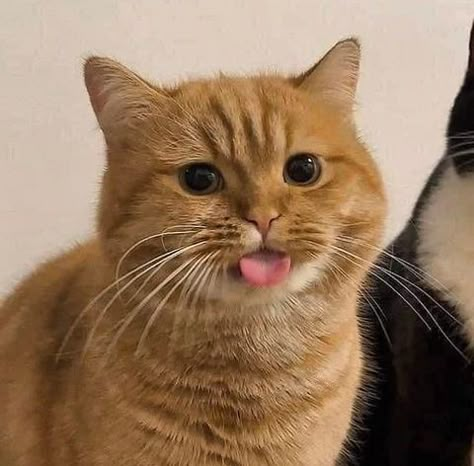 Funny Orange, Gatto Carino, Orange Kittens, Orange Tabby Cats, Silly Cats Pictures, Cute Cats Photos, Orange Cats, Cat Icon, Orange Tabby