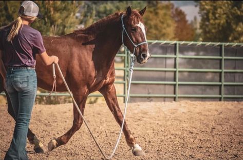 What makes the Silvertip® Transition Rope Halter so unique? ⬇ ◽These halters feature a unique sliding ring that helps prevent the horse’s head from twisting during lunging to maintain a natural gait. ◽These halters can be used for training, everyday use or even as a hackamore. ◽Handcrafted in the USA right here in Mount Hope, Ohio. Mustang Training, Rope Halter, Mustang Horse, Horse Trainer, Yt Channel, Horse Training, The Horse, Mustang, Ohio