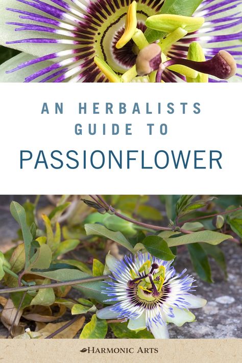 Discover how Passionflower can help you reach a sense of calm and relaxation! Click to learn the many benefits of this powerful nerve tonic and plant medicine! Panic Attack Symptoms, Herbal Education, Double Blinds, Harvesting Herbs, Plant Medicine, Wild Harvest, Wild Edibles, Passion Flower, Medicinal Plants