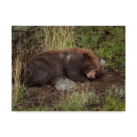 Artist: Galloimages Online. Subject: Animals. Product Type: Gallery-Wrapped Canvas Art. Printed with Gicle process. Trademark Fine Art Animals Framed 35-in H x 47-in W Animals Print on Canvas | ALI34901-C3547GG Cinnamon Bear, Fred Bear, Bear Sleeping, Sleepy Animals, Cinnamon Bears, Animal Poses, Sleeping Bear, Bear Images, Brown Bears