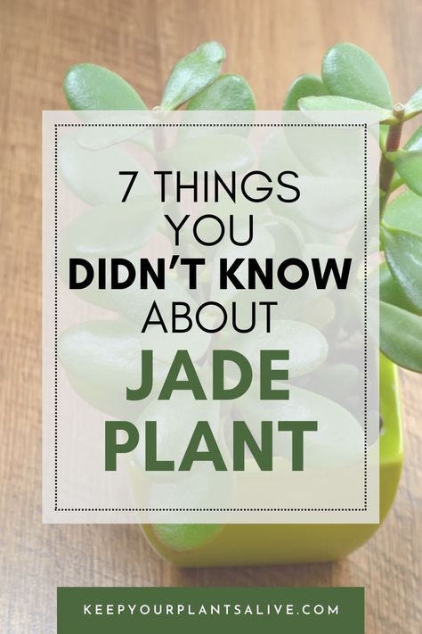 Explore seven surprising facts about jade plant, from their symbolism to care tips, and learn how to keep yours thriving for years to come. Houseplant Aesthetic, Facts About Plants, Jade Plant Care, Gardening Indoors, Detox Your Home, Jade Plant, Crassula Ovata, Indoor Plant Care, Growing Plants Indoors