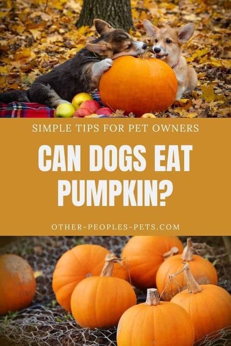 Can dogs eat pumpkin? It’s that time of year again and Jack-o-lanterns and fall desserts are everywhere. So, is pumpkin bad for dogs? Pumpkin Snacks For Dogs, How To Cook Pumpkin For Dogs, Canned Pumpkin For Dogs, Benefits Of Pumpkin For Dogs, Fruit Dogs Can Eat, Can Dogs Eat Pumpkin, Can Dogs Eat Apples, Can Dogs Eat Blueberries, Can Dogs Eat Oranges