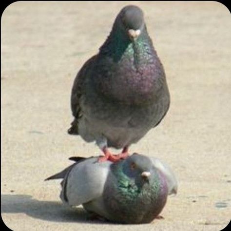 Cute Pigeon, Funny Birds, 웃긴 사진, Silly Animals, Funny Animal Memes, Cute Little Animals, The Sand, Animal Memes, 귀여운 동물