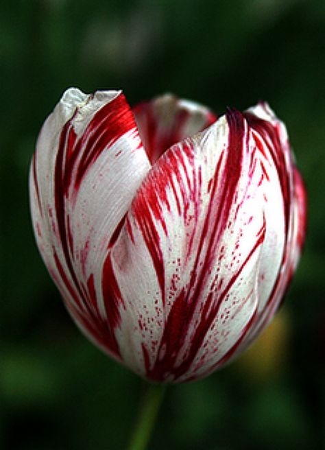 Tulip 'Semper Augustus' Semper Augustus, Tulips Images, Black Tulips, Nothing But Flowers, Nature Garden, Vibrant Flower, All Flowers, Flower Lover, Flower Beauty