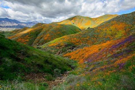 Poppy Fields, National Photography, Poppy Field, Poster Collection, Beautiful Images Nature, Earth Lover, Amazing Places, Landscape Photographers, Planet Earth