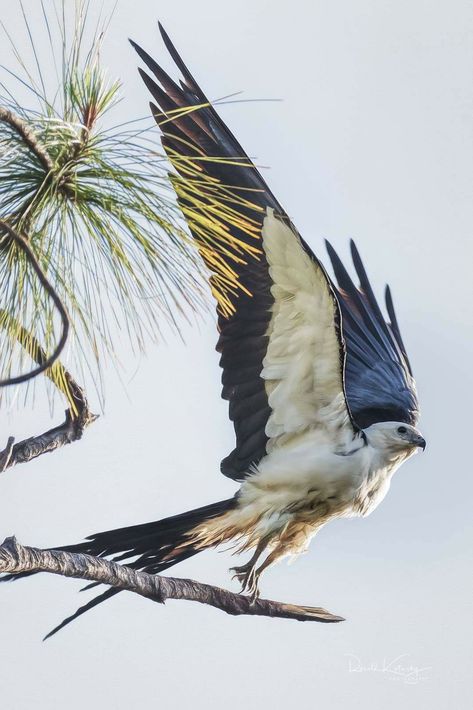 Swallow Tailed Kite Tattoo, Swallow Tailed Kite, Bird People, Animal Study, Bird Wings, Flying High, Pretty Animals, Bird Pictures, Kites