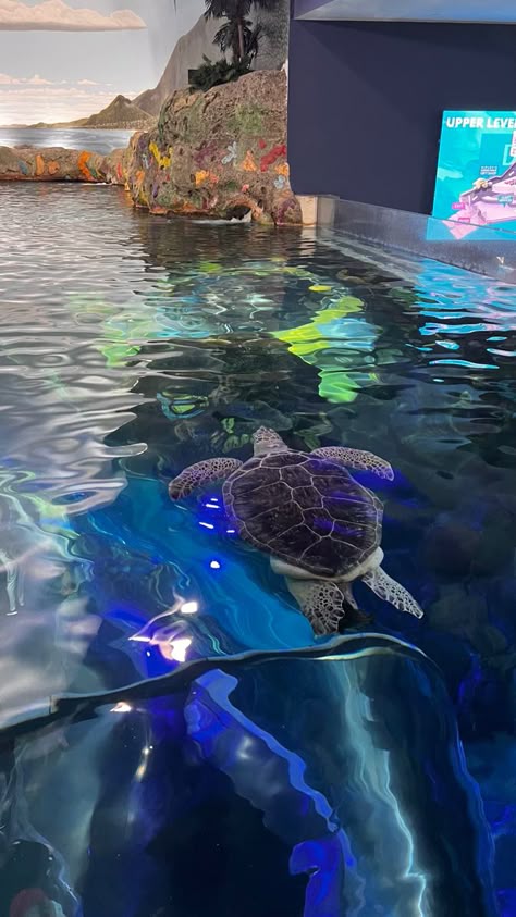 📍ripley’s aquarium, CA Aquatic Veterinarian Aesthetic, The Life Aquatic Aesthetic, Ripleys Aquarium, Monterey Bay Aquarium Aesthetic, Ripleys Aquarium Toronto, Marine Biology Sea Turtles, Ripley's Aquarium Of Canada, Aquarium Pictures, Ocean Vibes