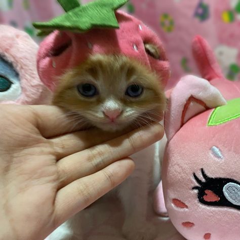 Cute Cats With Hats, Cat Strawberry, Strawberry Costume, Valentine Strawberries, Strawberry Cat, Cats Pictures, Silly Cats Pictures, Cat 2, Pink Hat