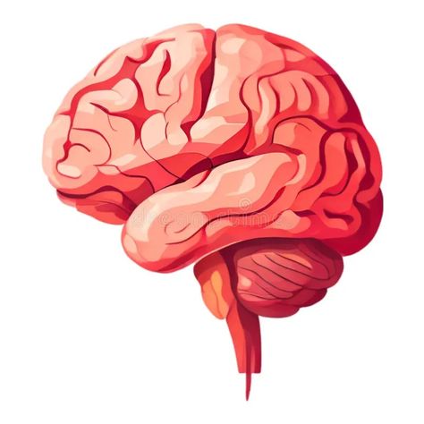 Illustration of human brain, isolated on white background. Illustration about background, nervous, health, structure, science, study, mental, cognitive, function, neural - 333857915 Vector Illustration People, Brain Vector, Human Nervous System, Science Study, Cognitive Functions, Man Anatomy, Abstract Animal Art, Medical Illustration, Human Brain