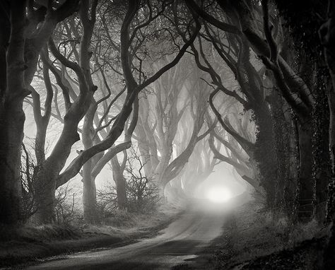 Inspiring shot of a beautiful place near my home. Photo by Gary McParland. Branches Photography, Spooky Inspiration, Landscape Edging Stone, Landscape Photography Trees, Fog Landscape, Nature Photography Trees, Photos Black And White, Tree Tunnel, Dark Hedges