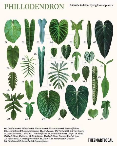 Plant Leaf Identification, Leaf Identification, نباتات منزلية, Philodendron Plant, Plant Identification, Monstera Deliciosa, Foliage Plants, Plant Mom, Plant Collection