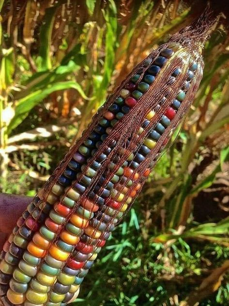 30 Astonishing Nature Photos That Showcase Its Breathtaking Beauty Colored Corn, Gem Corn, Rainbow Corn, Flint Corn, Glass Gem Corn, Corn Maize, Indian Corn, Seed Company, Glass Gems