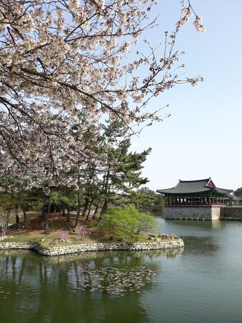 Cherry blossoms in Gyeongju next to a lake Korean Cherry Blossom, Jinhae Cherry Blossom Festival, Cherry Blossoms Seoul, Seoul Korea Cherry Blossoms, Jeju Cherry Blossom, Cherry Blossom In Korea, Gyeongju, Cherry Blossom Festival, Cherry Blossom Tree