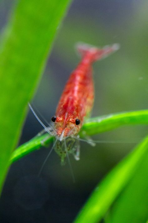 Shrimp Pfp, Shrimp Animal, Cute Shrimp, Cherry Shrimp, Fish Tank Terrarium, Sea Monkeys, Shrimp Tank, Sea Dweller, Aquatic Animals