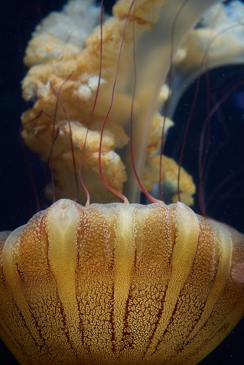 https://unsplash.com/photos/a-close-up-of-a-jellyfish-in-a-tank-gJGk1-Jbwc8?utm_source=unsplash&utm_campaign=unsplash-ios&utm_medium=referral&utm_content=view-photo-on-unsplash Lions Mane Jelly Fish, Lions Main Jellyfish, Jellyfish Close Up, Head Peice, Australian White Spotted Jellyfish, Jellyfish Close Up Photography, Lion's Mane Jellyfish, Real Jellyfish Photography, Jellyfish Photography