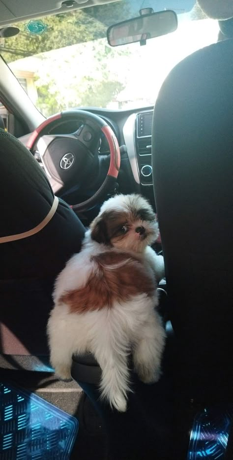 Furbabies Dog Snapchats, Shitzu Dogs, Shitzu Puppies, Cutee Animals, Cute Dogs Images, Real Dog, Puppy Photos, Shih Tzu Puppy, Shih Tzu Dog