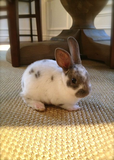 Baby Mini-Rex! My favorite! I wish they would always stay this small & CUTE Mini Rex Bunny, Rex Bunny, Breeding Rabbits, Benny And Joon, Mini Rex Rabbit, Bunny Pics, Cutest Bunny Ever, Raising Rabbits, Bunny Mom