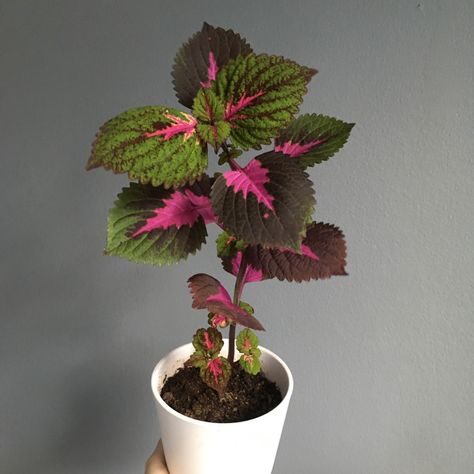 Plectranthus scutellarioides 'China Rose', Coleus 'China Rose' in GardenTags plant encyclopedia Coleus Scutellarioides, Plant Encyclopedia, Wind Break, Rooting Hormone, China Rose, Overwintering, Plant Information, Fine Sand, Flower Spike