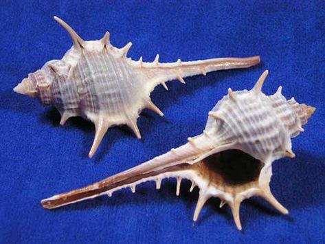 Woodcock murex are poky seashells with a long tail. Murex Shell Tattoo, Murex Shell, Shell Tattoos, Beach Glass Crafts, She Sells Seashells, Shell Collection, Snail Shell, Fitness Gifts, Beach Combing