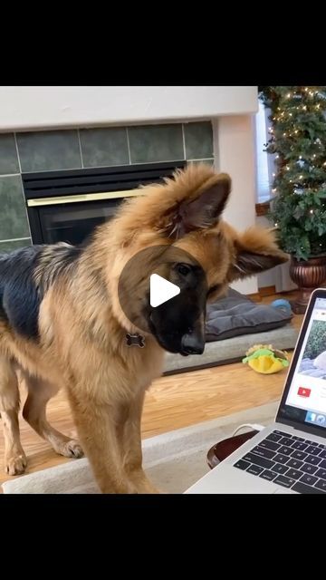 Dogs German Shepherd Puppies, Gsd Funny, Gsd Training, Howling Dog, Dog Trends, German Shepherd Funny, Cute German Shepherd Puppies, Very Cute Puppies, Video Garden