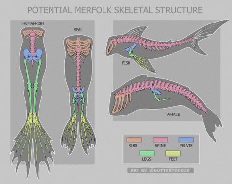 (5) Likes | Tumblr Different Creatures, Skeletal Structure, Mermaid Drawings, Creature Drawings, What The Heck, Creature Concept Art, Mermaid Art, Skeletal, Creature Concept