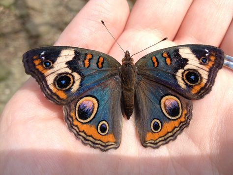 Painted Lady Butterflies, Butterfly Familiar, Painted Lady Butterfly Tattoo, Butterfly With Eyes, Butterfly Reference, Moth Photo, Cool Butterfly, Painted Lady Butterfly, Moth Species