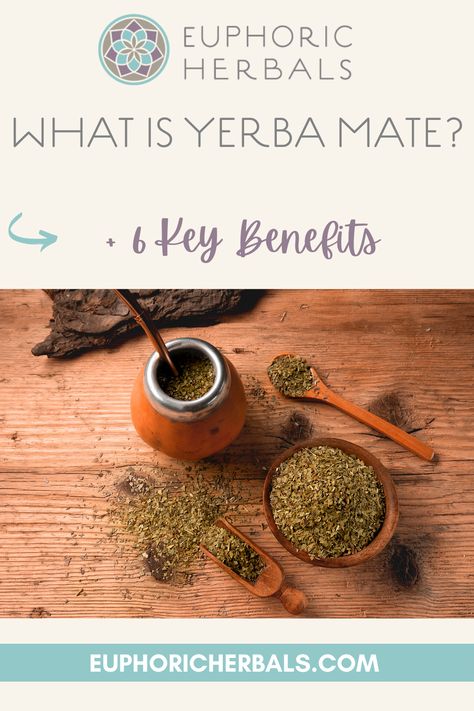 Yerba mate is a popular South American beverage that is proving to have some major health benefits. It's the national drink of Argentina and is starting to become popular worldwide. Yerba Mate Benefits, Alternative To Coffee, Yerba Mate Tea, Become Popular, Mate Tea, Herbal Drinks, Reduce Appetite, Herbs For Health, Holistic Remedies