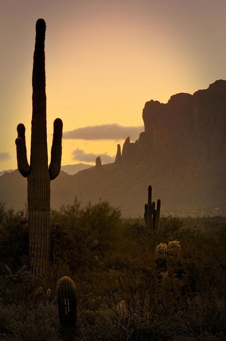 Cactus Pictures, Desert Aesthetic, Cowboy Aesthetic, Western Photography, Bg Design, Wild Wild West, Western Wall Art, West Art, Arizona Desert