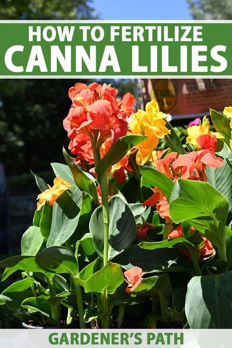 Canna lilies are easy-to-grow tropical to subtropical plants that can help turn your garden into a hidden oasis. They aren’t picky about fertilizer, but they are heavy feeders and need some extra TLC in order to push out those iconic blooms. Learn the ins and outs of canna lily fertilizing now. #cannas #gardenerspath Canna Lily Landscaping, Canna Lily Care, Canna Lily Garden, Cana Lily, Canna Bulbs, Canna Flower, Canna Lilies, Hidden Oasis, Spiritual Garden