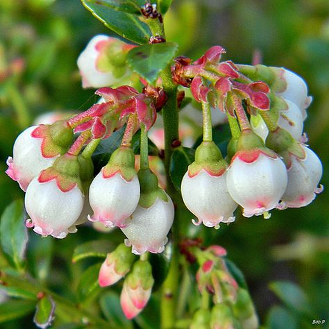 Vaccinium myrsinites shiny blueberry. Attracts numerous pollinators. Birds and other wildlife consume the fruit. http://www.fnps.org/plants/plant/vaccinium-myrsinites Blueberry Plant, Soil Texture, Blueberry Bushes, Blue Fruits, Plant Problems, Perennial Shrubs, Pollinator Garden, Flower Bud, Edible Garden