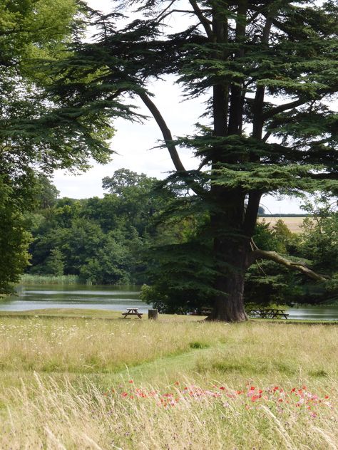 https://flic.kr/p/wbD26z | Compton Verney Wild Flower Meadow 3 Compton Verney, Wild Flower Meadow, Landscape Architecture, Wild Flowers, Things To Do, Country Roads, Architecture, Flowers, Photography