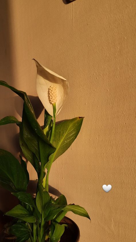 Peace Lily Wallpaper, Peace Lily Aesthetic, Sign Of Love, Lily Wallpaper, Peace Lily, Plant Aesthetic, Love Signs, Floral Arrangement, Indoor Plants