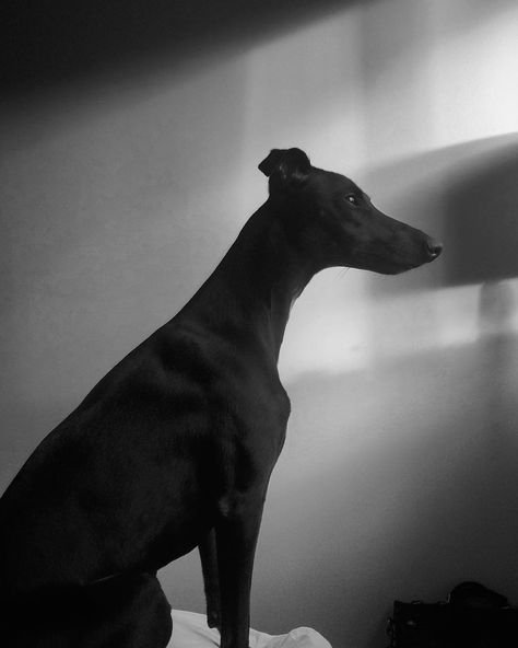 Whippet Aesthetic, Black Whippet, Black Greyhound, Sally Rooney, Animal Reference, Whippet Dog, Printable Images, Grey Hound Dog, Animal Photos