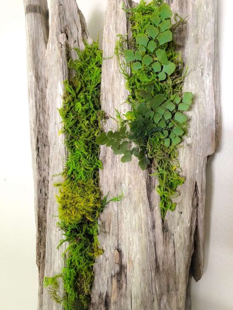 Air Plant Art, Natural Wall Decor, Driftwood Planters, Vertical Garden Plants, Vertical Garden Wall, Moss Wall Art, Deco Nature, Driftwood Sculpture, Moss Garden